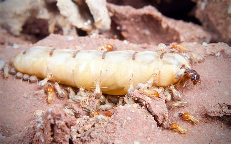 At varsity termite and pest control we are proud to serve the queen creek area. Queen #Termites Can Live For Decades #LearnwithOrkin (With ...