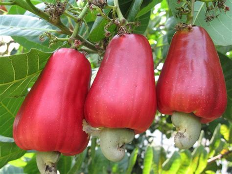 Maybe you would like to learn more about one of these? Fruit Warehouse: shew ( Anacardium occidentale )