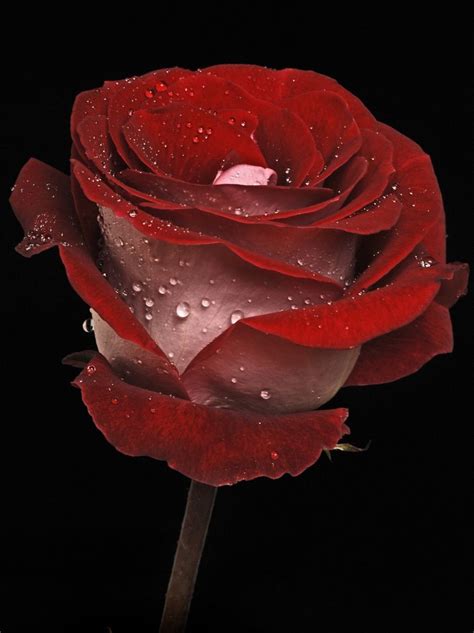 Dark Red Rose Dark Red Roses Red Roses Beautiful Rose Flowers