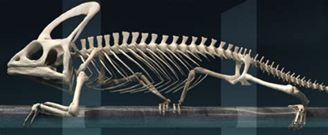 I camaleonti possono essere acquistati nei negozi specializzati in rettili. PaleoStories: La camaleontica mano di Struthiomimus