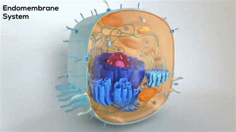 Maybe you would like to learn more about one of these? Best Organelle GIFs | Gfycat