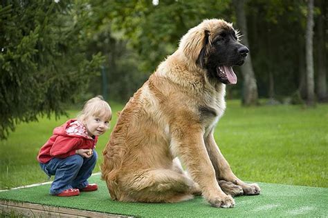What does the leonberger dog look like? Leonberger (Leo) - Hoe een gelukkig huis voor uw huisdier ...