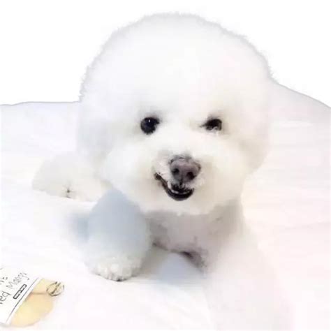 Samoyed Dog Png Isolated Free Download Png Mart