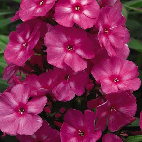 Bubblegum Pink Garden Phlox Plant Addicts