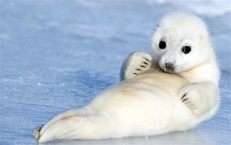 Baby Seal Photo Cute Animals Cute Seals Cute Baby Animals