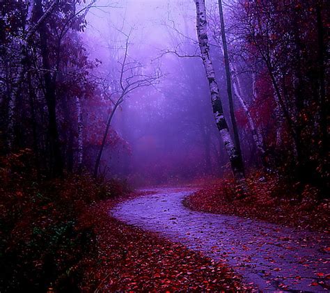 1920x1080px 1080p Free Download Misty Morning Walk Fog Forest