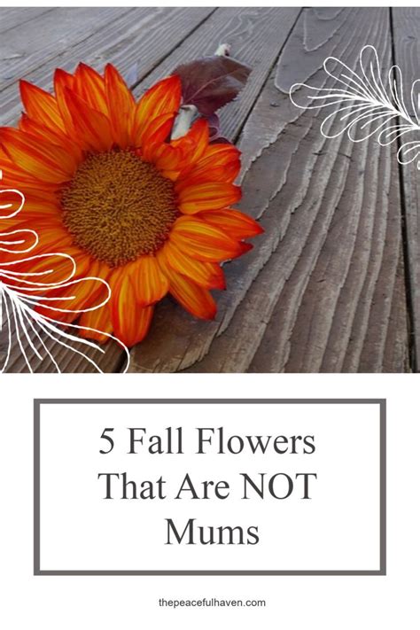 5 Fall Flowers That Are Not Mums The Peaceful Haven Fall Flowers