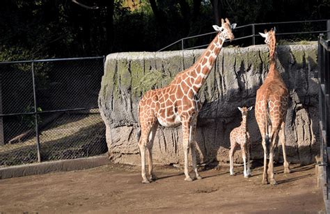 Nueva Jirafa Bebé En El Zoológico De Chapultepec De Reporteros