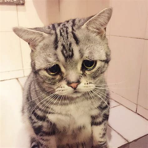 Her owners seem to have no idea how she learned how to do this and posted this video to show how stunned they were. Meet Luhu: The Saddest Cat In The World