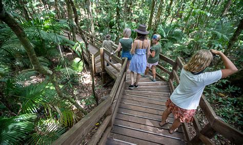 Daintree Rainforest And Cape Tribulation Small Group Tour Experience Oz