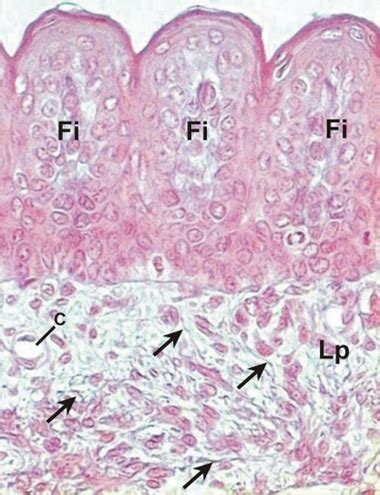 Check spelling or type a new query. enbrocunlex: Animal Cell Under Light Microscope