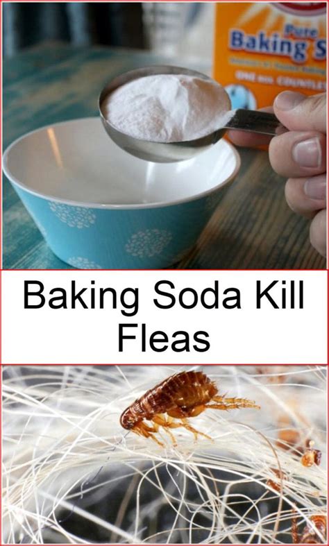 Baking Soda Kill Fleas Baking Soda Uses And Diy Home Remedies Flea