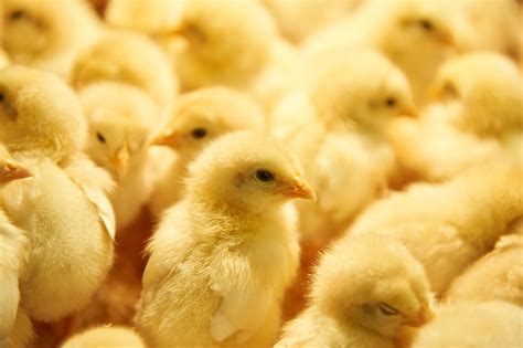 Jual telur dan ayam broiler untuk wilayah terutama majalaya bandung dan cidawolong. Pemilihan DOC Broiler dan Pengaruhnya Terhadap Kualitas Daging