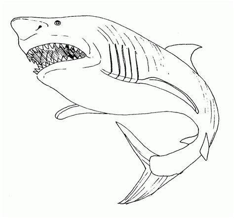 Tiburón Animales Dibujos Para Colorear E Imprimir Gratis