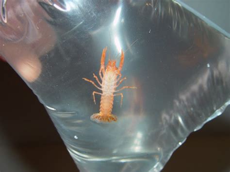 Sexing Cpos Mexican Dwarf Crayfish Anyone Know How Can You Tell Me