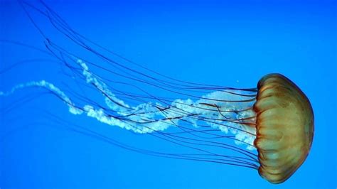 Jellyfish Found To Be First Brainless Animals To Sleep