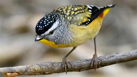 35 Images Magnificent Forty Spotted Pardalote One Of Australias