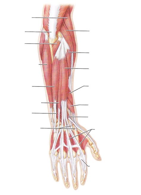 Unlabeled Posterior Muscle Diagram