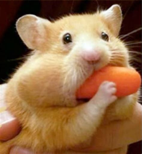 Hamster Eats Carrot Mouthful Blank Template Imgflip