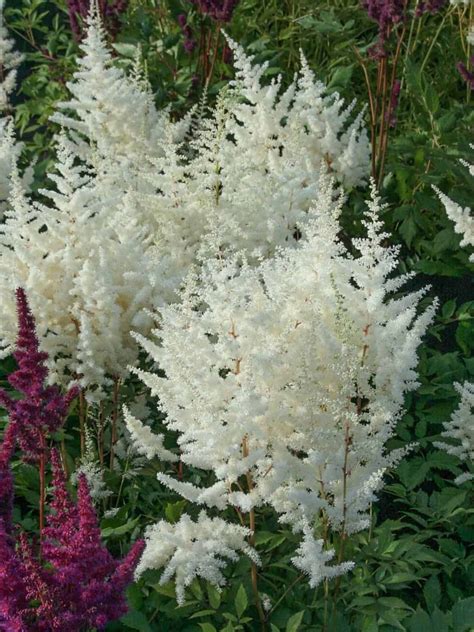 Astilbe Japonica Ellie Mihkel Saar Puukool