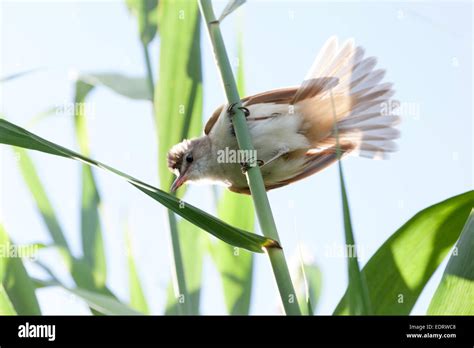 Great Reed Warbler Acrocephalus Arundinaceuswild Bird In A Natural