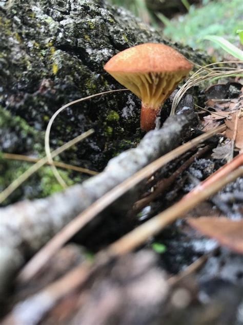 Central Florida Mushroom Identification Mushroom Hunting And