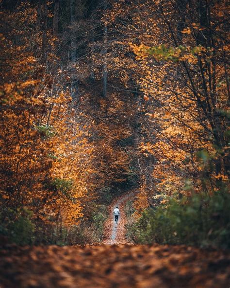 🇩🇪 Autumn Pathway Ore Mountains Germany By Johannes Hulsch