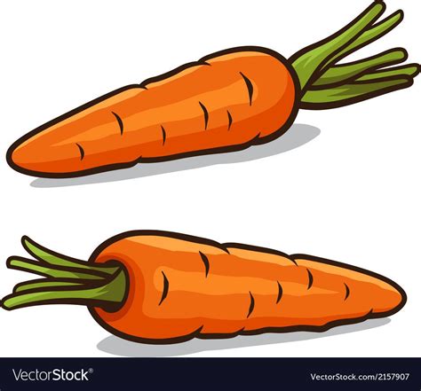 Carrot Royalty Free Vector Image Vectorstock Carrot Drawing
