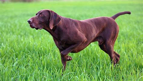 9 Popular Brown Dog Breeds And Why They Are Lovable