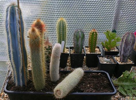 Placing the cutting in soil while the cut is not dry. Cacti Propagation - Coach House Cacti