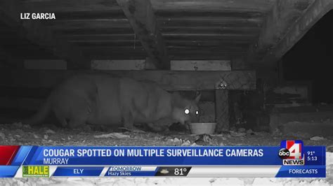 Rare Cougar Sighting Captured On Multiple Murray Surveillance Cameras 5 P M Youtube