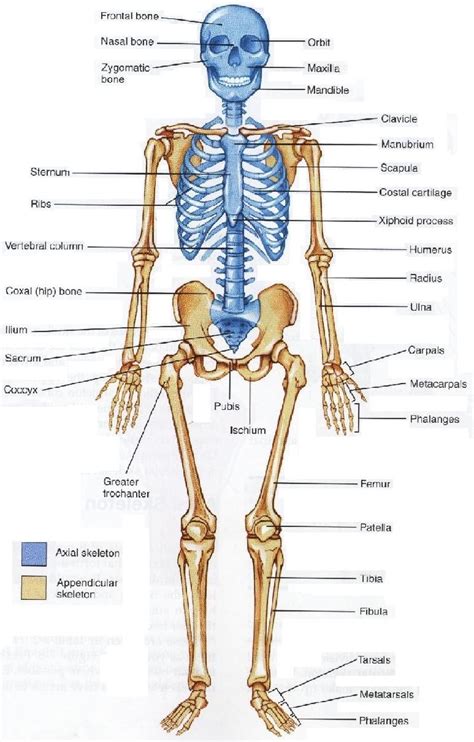 30 HD What Are The Axial And Appendicular Skeleton Insectza