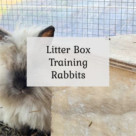 Litter Box Training Rabbits The Cape Coop