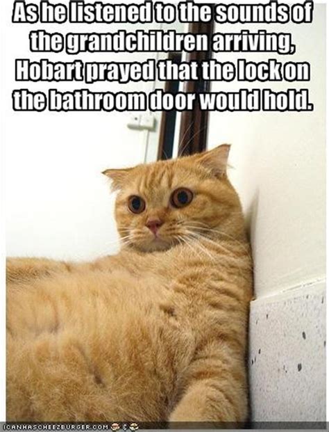 Funny Cat Pictures Dump A Day