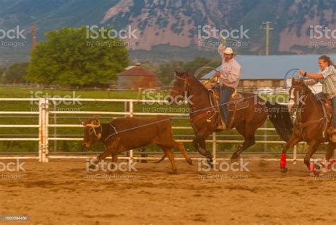Cowboy With Lasso Rope Riding Horse And Roping Cattle At Rodeo Paddock