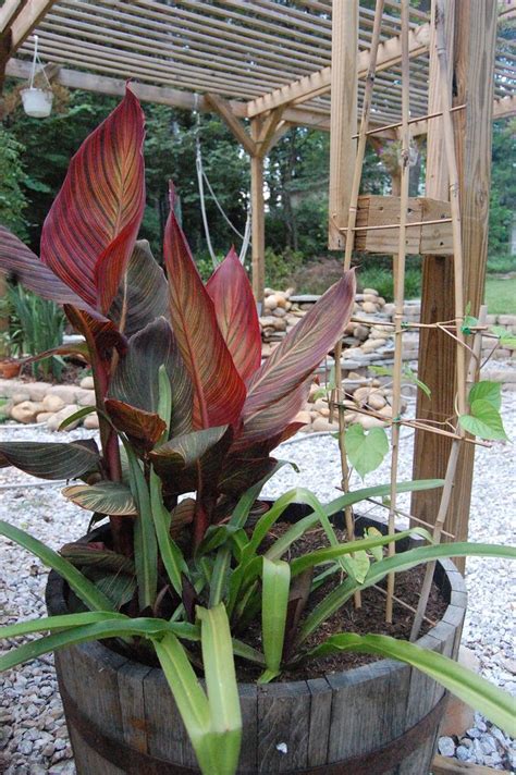 Containers For Canna Lily Plants How To Plant Cannas In Pots Canna