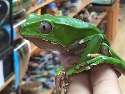 Bicolor Monkey Tree Frogs for sale | Snakes at Sunset