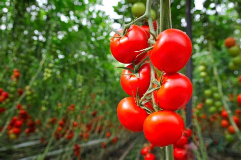 Researchers Were Surprised When They Grafted Tomato Plants With