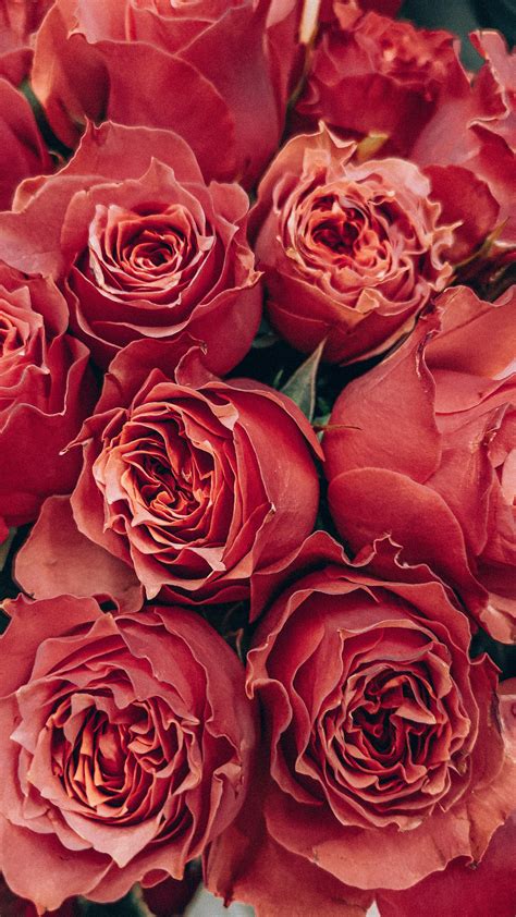 Red Roses In Close Up Photography · Free Stock Photo