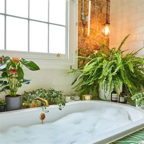 Bathroom Plant Ideas Best Plants To Choose To Create A Tranquil Oasis