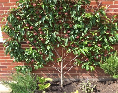 Growing Peaches On Walls Espalier Fruit Trees The Tree Center
