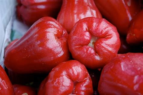 Jambu air plants, botanically classified as syzygium samarangense, are tropical trees belonging to the myrtaceae family which also includes guavas. Benefit of Jambu air (water Guava)