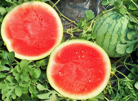 Seedless Watermelon - Meridiem Seeds