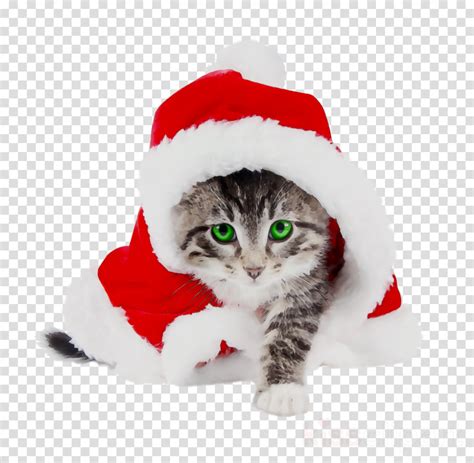 Download High Quality christmas hat transparent cat Transparent PNG png image
