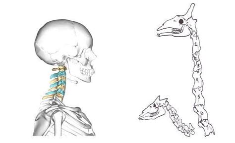 Spinefact Both Humans And Giraffes Have 7 Cervical Vertebral Bones In