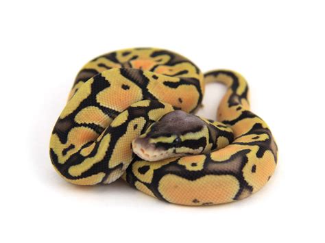 Orange Dream Super Pastel Morph List World Of Ball Pythons