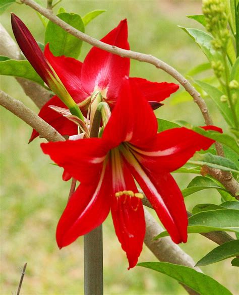 Saint joseph flower, also known as st. Gardening With Nature: This week in the garden - #57