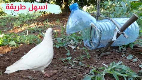 ماء رقيق لزج شفاف لا لون له يخرج عند المداعبة أو تذكر الجماع أو إرادته أو النظر أو غير ذلك ويخرج على شكل قطرات على رأس ـ الذكر ـ وربما لا يحس بخروجه. ‫صنع فخ للحمام باستخدام قنينة ماء طريقة ناجحة 100٪ Experiment to Make Bird Trap using Plastic ...