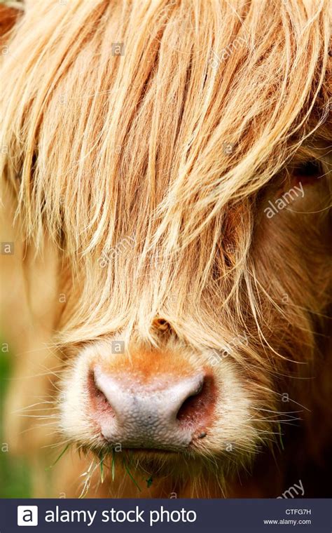 Vertical Close Up Of Highland Cow Head With Hair Over Face Stock Photo