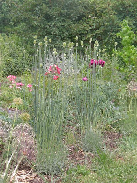 Les Alliums Bulbes Incontrournables Des Jardins Secs
